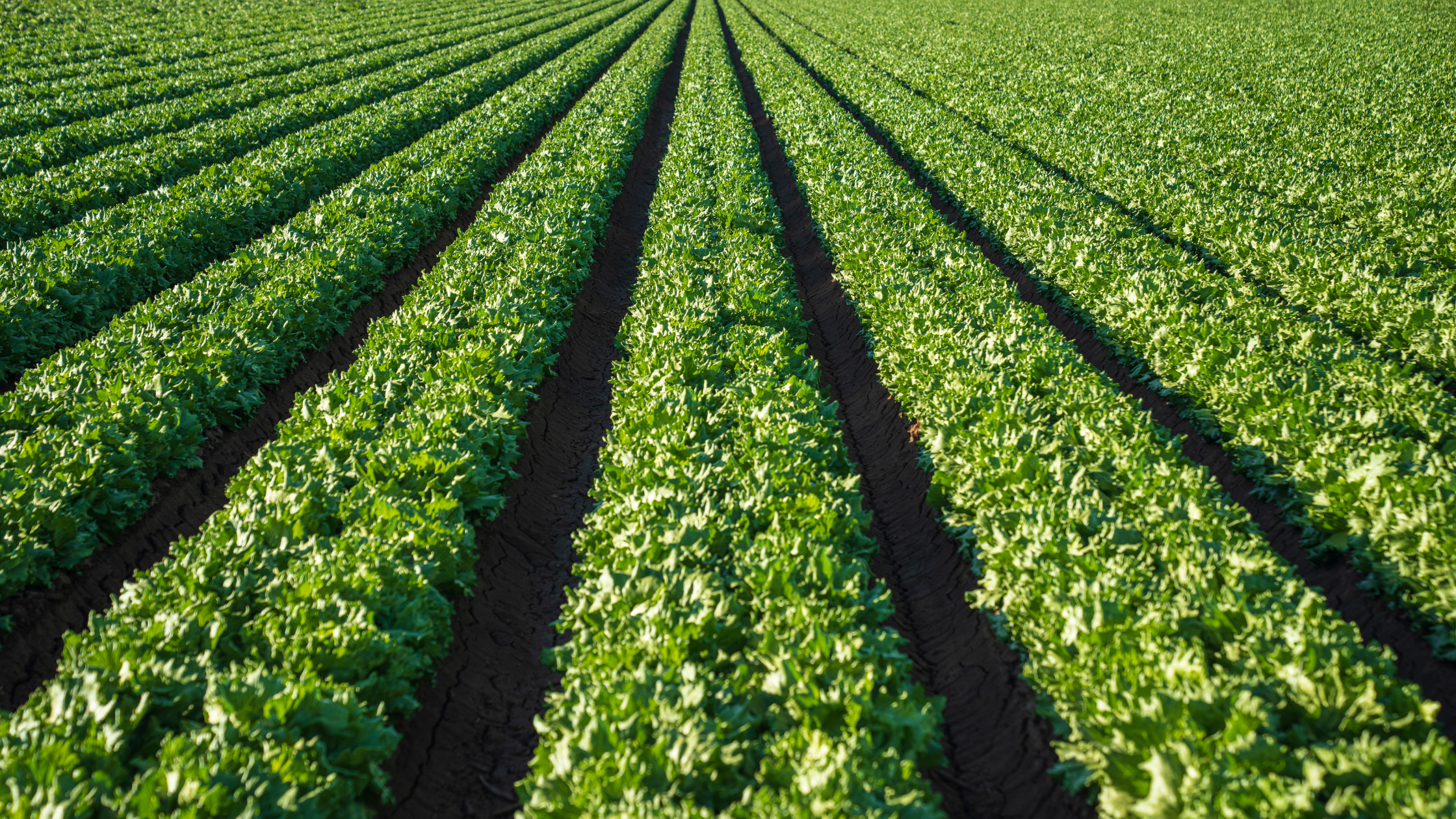 Planting Dates: A Comprehensive Guide for Farmers