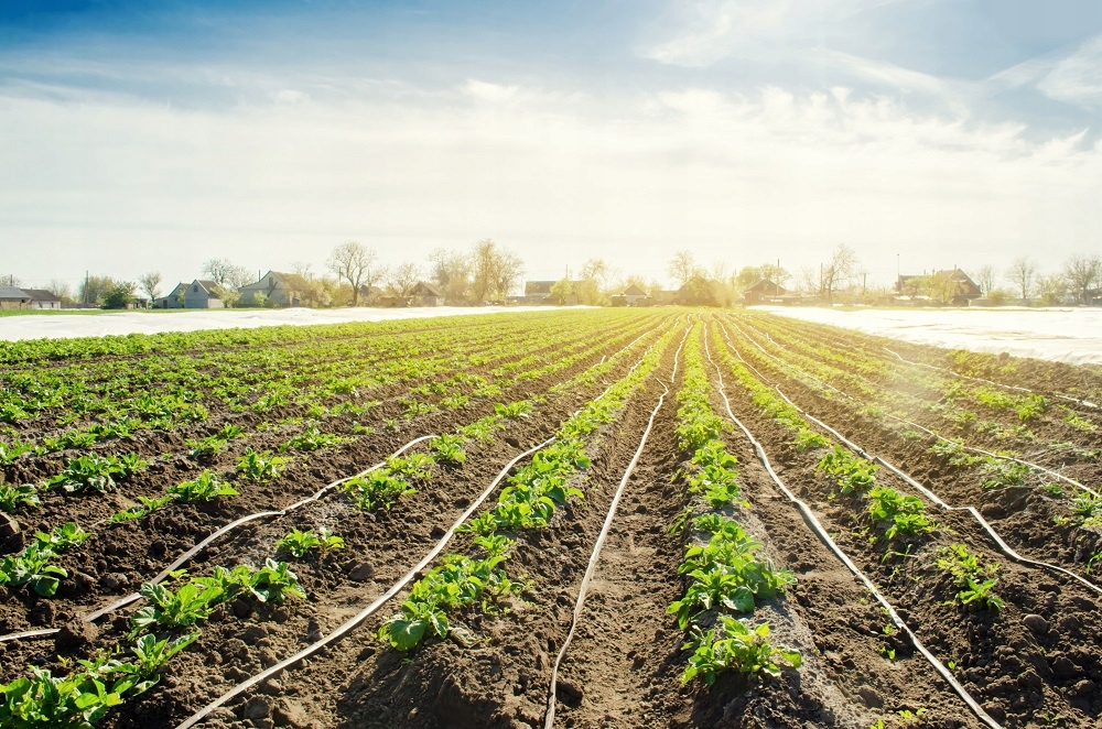 The Ideal Irrigation System for Potatoes: Requirements and How to Calculate Them