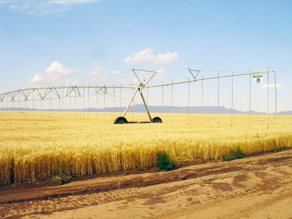 The Ideal Irrigation System for Wheat Cultivation: Requirements and How to Calculate Them