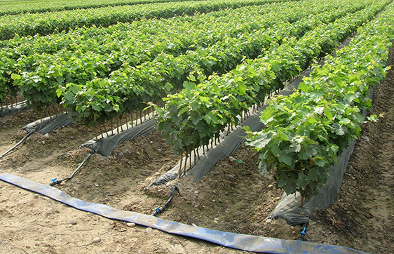 Choosing the Right Irrigation System for Your Farm: A Comprehensive Guide