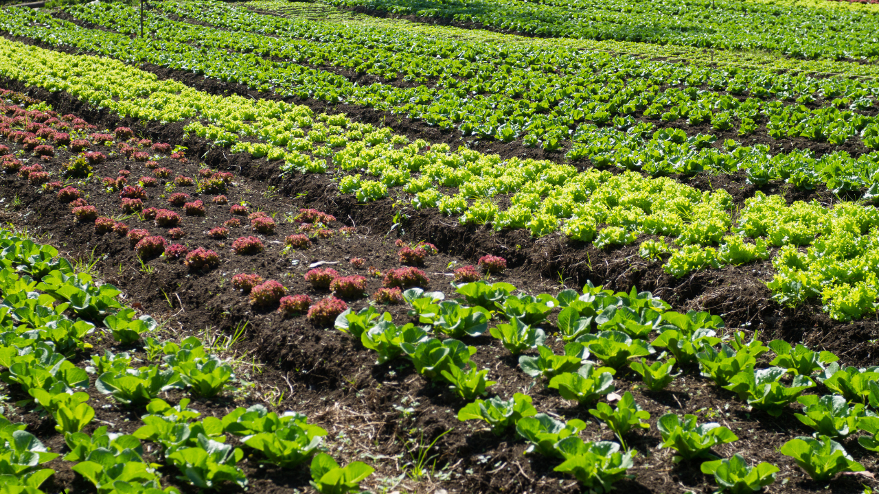 The Role of Modern Irrigation Systems in Achieving Food Security