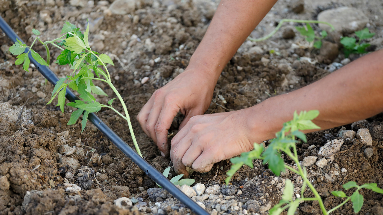 Common Irrigation System Failures and How to Fix Them