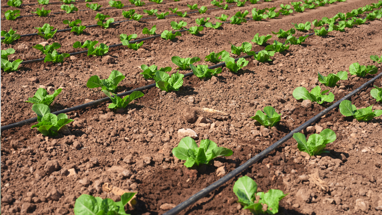 How to Choose the Right Irrigation Hose for Your Land