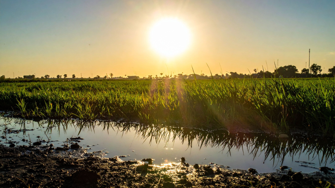Best Time to Irrigate Fields in Summer and Winter – Crop-Specific Tips