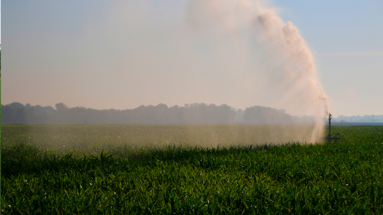 Screen vs Disc vs Sand Filters: Which Irrigation Filter is Best for Your System?