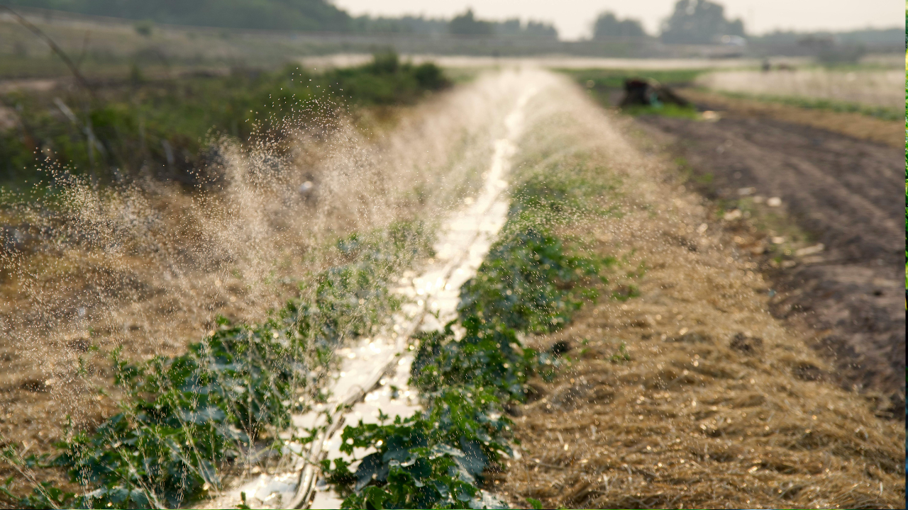 How Does Irrigation Water Salinity Affect Irrigation System Lifespan and Crop Productivity?