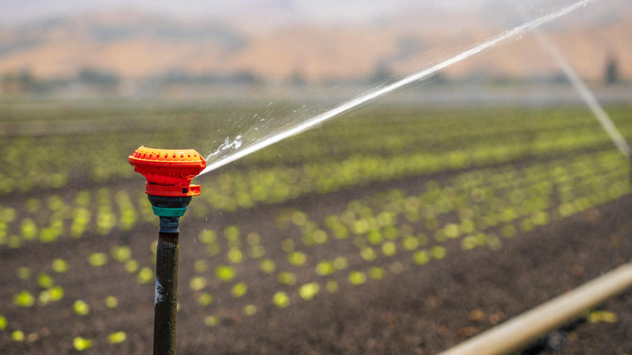 Sprinkler Irrigation: An Efficient Technique to Enhance Water Use Efficiency