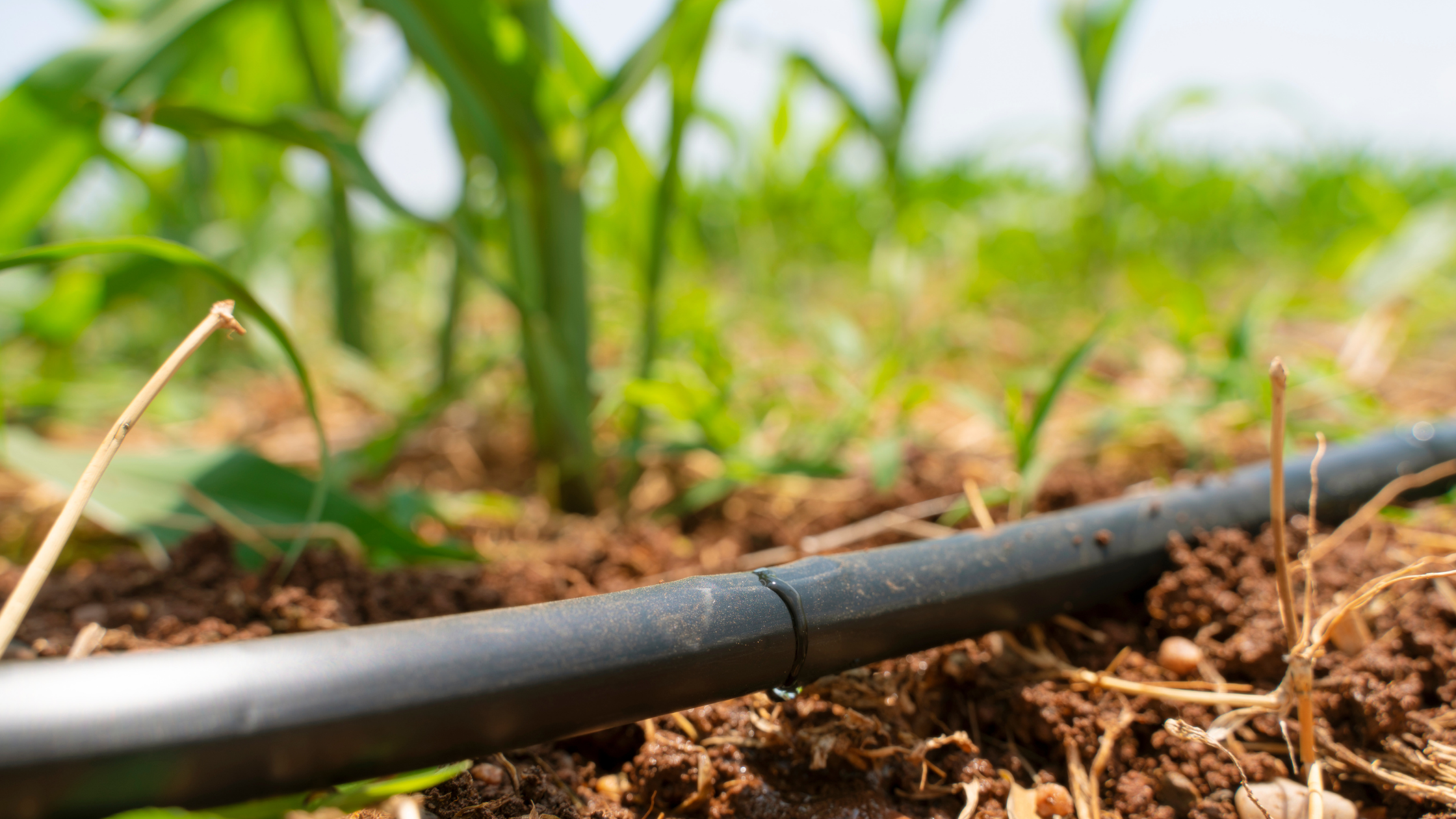 Advanced Irrigation Systems as a Solution to Water Scarcity Challenges in Egypt