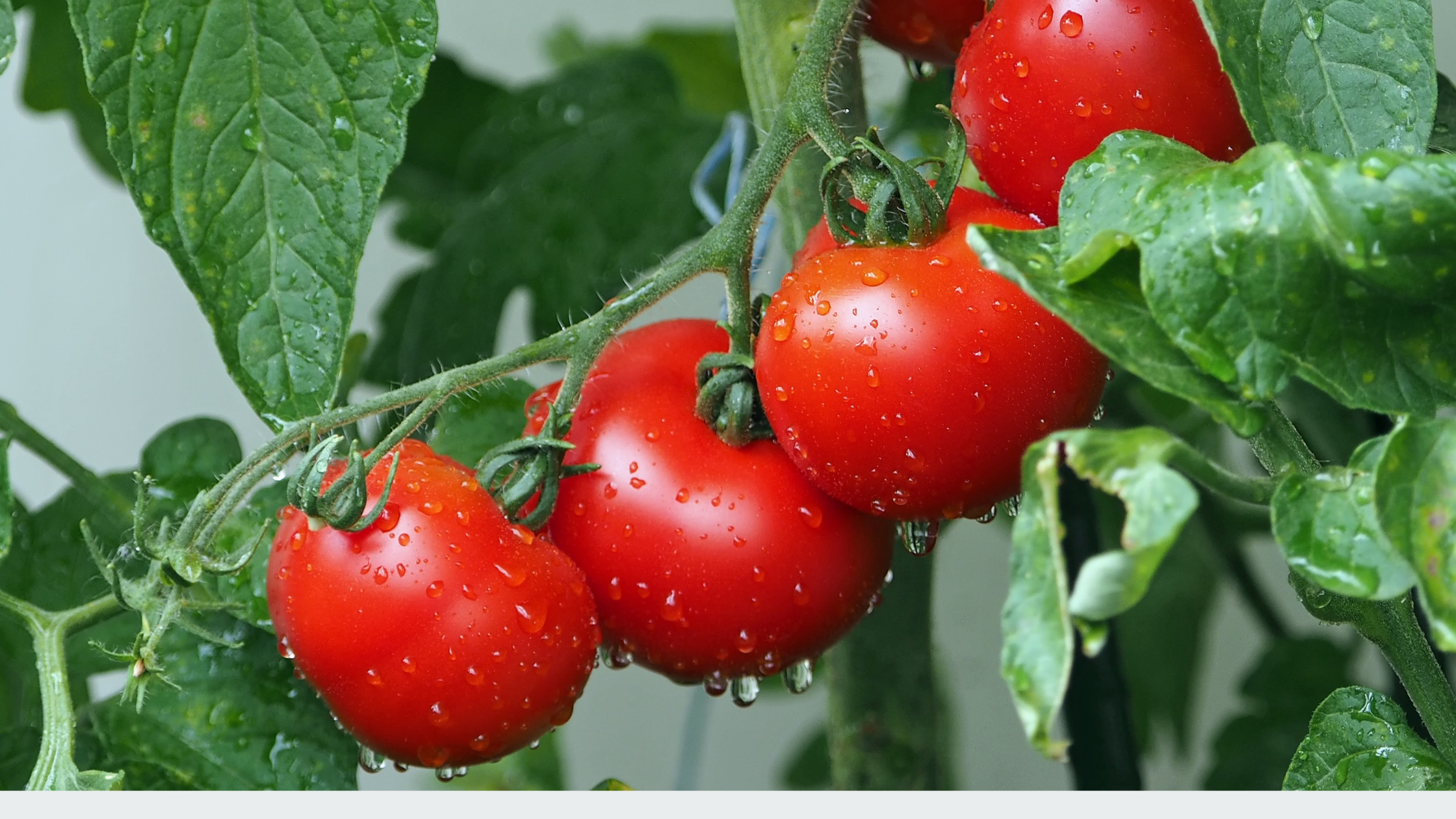How to Care for and Determine the Watering Schedule for Tomatoes in Winter