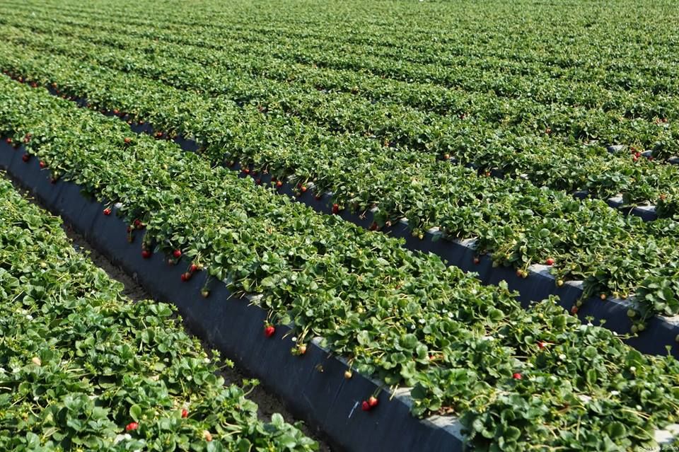 How to Calculate the Irrigation Hose and Accessory Needs for Strawberry Farming