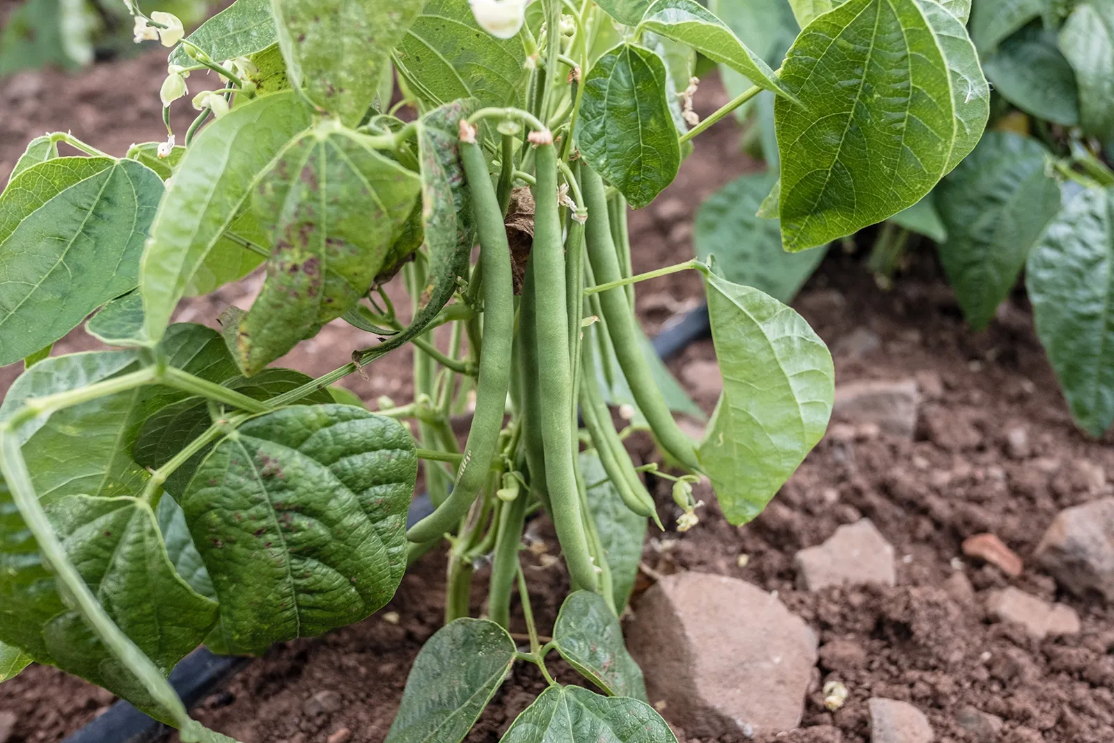 The Ideal Irrigation System for Bean Plants: Requirements and How to Calculate Them