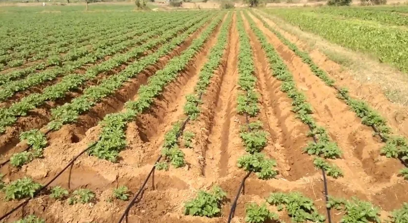 The Ideal Irrigation System for Potatoes: Requirements and How to Calculate Them