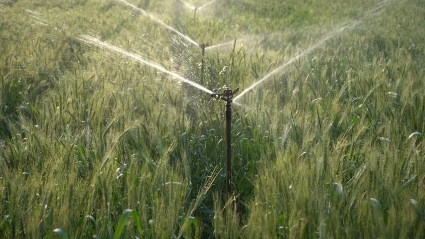 The Ideal Irrigation System for Wheat Cultivation: Requirements and How to Calculate Them