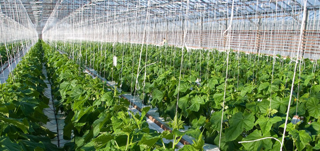 Agricultural Greenhouses and Protected Houses