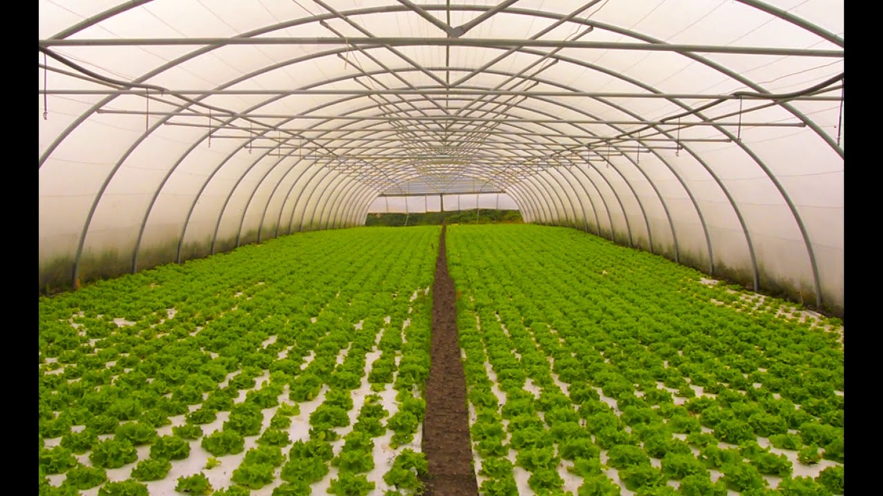 Agricultural Greenhouses and Protected Houses