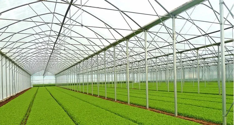 Agricultural Greenhouses and Protected Houses