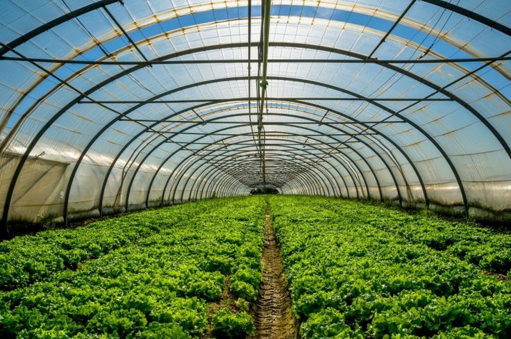 Agricultural Greenhouses and Protected Houses